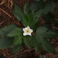 写真: カジイチゴ Rubus trifidus P3036137