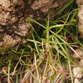 写真: イソアオスゲ Carex meridiana P6108321