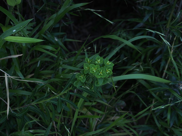 写真: ハマタカトウダイ Euphorbia lasiocaula Boiss. f. maritima (Hurus.) T.Kuros. et H.Ohashi P7019648