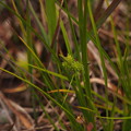 写真: エゾサワスゲ Carex viridula Michx. P8218274