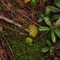 写真: ジンヨウイチヤクソウ Pyrola renifolia Maxim. P8218304