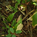 写真: ギョウジャニンニク Allium victorialis L. subsp. platyphyllum Hultén P8238533