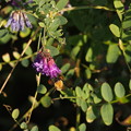 写真: ヒロハクサフジ Vicia japonica A. Gray P8238566