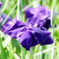 写真: 青く咲くのは。。