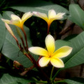 例の花
