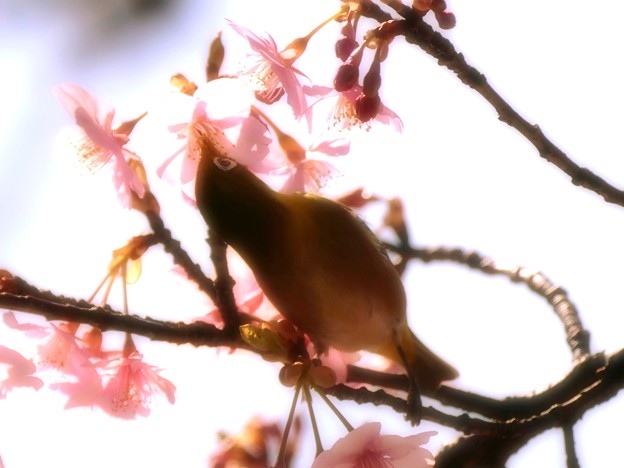 写真: 逆桜