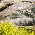 写真: TON04182-01花畑と桜並木と伊豆の旅