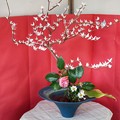 写真: TON04237-01花畑と桜並木と伊豆の旅
