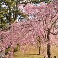 写真: TON04345小田原城址公園の桜