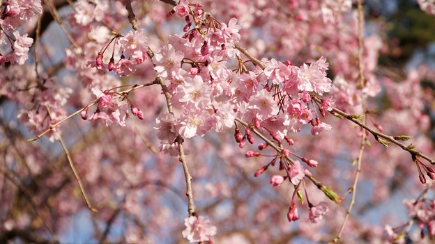写真: TON04348小田原城址公園の桜