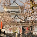 写真: TON04371小田原城址公園の桜