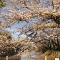 写真: TON04388小田原城址公園の桜