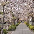 写真: TON04405小田原城址公園の桜