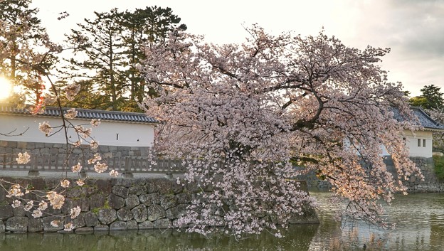 写真: TON04406小田原城址公園の桜