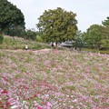 TON07123秋桜の丘　昭和記念公園