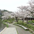 写真: 三渓園の桜_0334