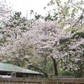 三渓園の桜_0336