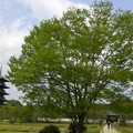 写真: 大きな木