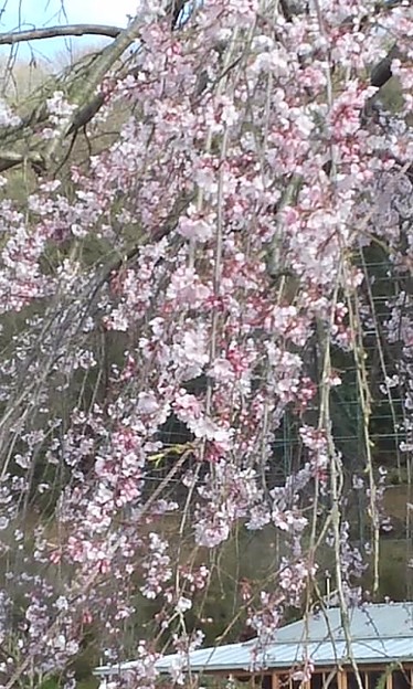 写真: ただのしだれ桜