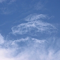 写真: くらげのような巻積雲