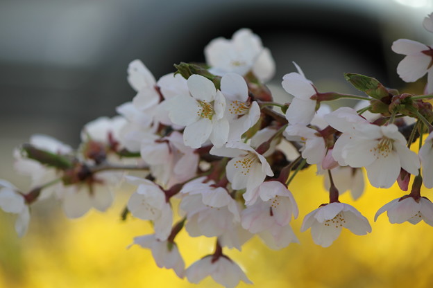 写真: 連翹の上の桜