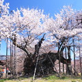 写真: 日本国　山梨県　北杜市　日本三大桜　神代桜