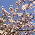 写真: 2254 青空と車折神社の桜@京都
