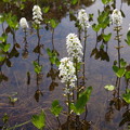 写真: 池に咲くミズガシワ