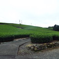 写真: 茶畑。