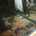 写真: 20120616 45ｃｍプレコ水槽のミニブッシーの稚魚