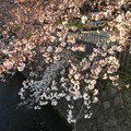 20170404 桜堤公園の桜