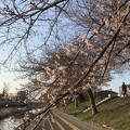 20170404 桜堤公園の桜
