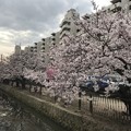 20170406 宮野町の桜並木