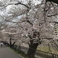 20170406 芥川桜堤公園の桜
