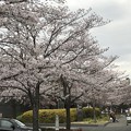 20170406 JT研究所の桜