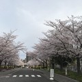 写真: 20170410 JT研究所の桜
