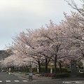 写真: 20170410 JT研究所の桜