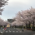 20170410 JT研究所の桜