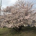 写真: 20170410 芥川の桜堤公園の桜