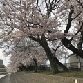 20170410 芥川の桜堤公園の桜