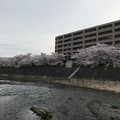 20170410 芥川の桜堤公園の桜