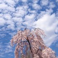 写真: 紅枝垂れ桜