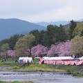 写真: 春の賀茂川（1）