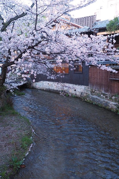写真: 祇園白川