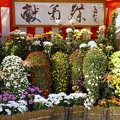 写真: 献菊祭
