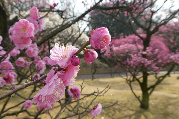 写真: 春