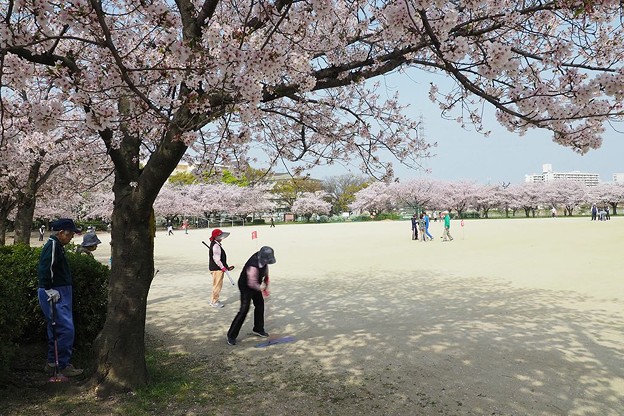 写真: 桜の下でゲートボール