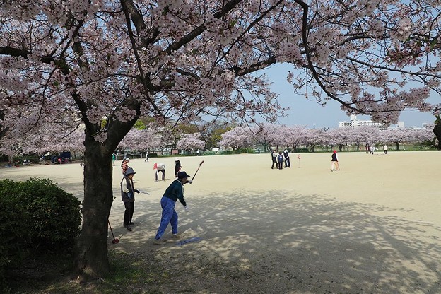 写真: 桜の下でゲートボール
