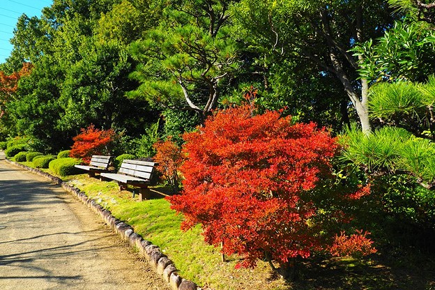 写真: 大仙公園日本庭園