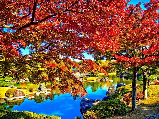写真: 日本庭園